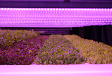 fresh-green-farms-gallery-1-1 fresh-green-farms-gallery-1-1