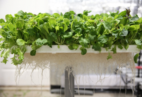 fresh-green-farms-gallery-10 fresh-green-farms-gallery-10