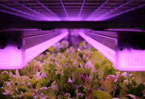 fresh-green-farms-gallery-29 fresh-green-farms-gallery-29