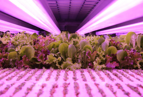 fresh-green-farms-gallery-33 fresh-green-farms-gallery-33